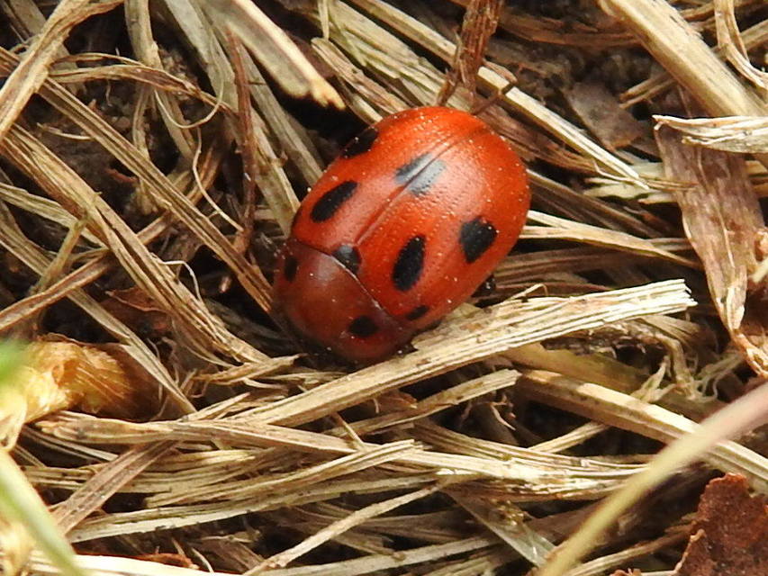 Gonioctena fornicata - közönséges lucernabogár