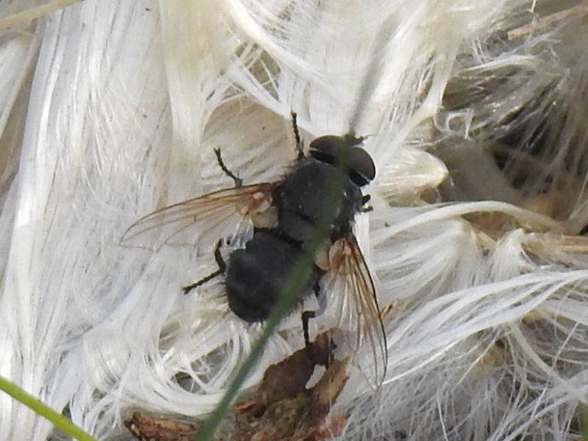 Pollenia