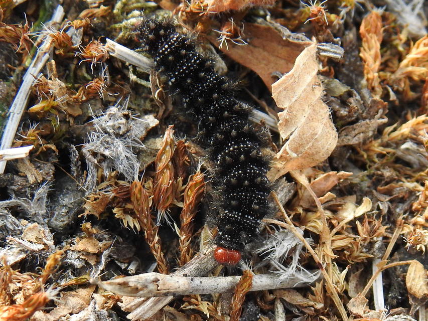 Melitaea cinxia - réti tarkalepke