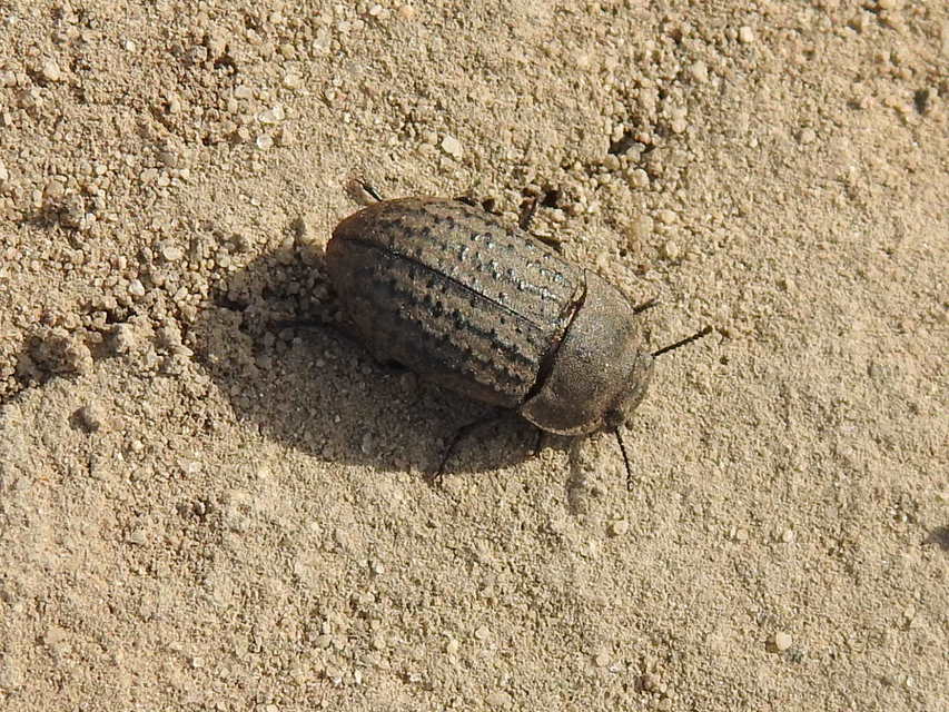 Opatrum sabulosum - sároshátú gyászbogár
