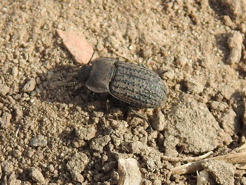 Opatrum sabulosum - sároshátú gyászbogár
