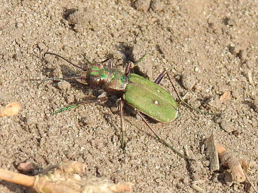 Cicindela campestris - mezei homokfutrinka