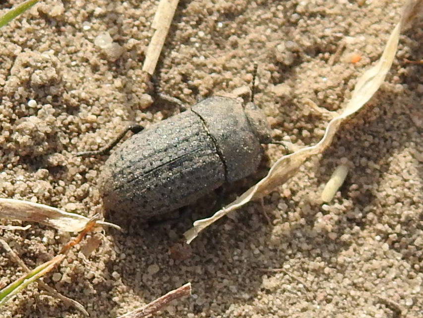 Opatrum sabulosum - sároshátú gyászbogár