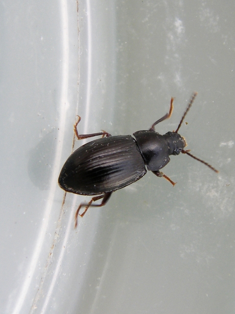 Nalassus dermestoides - rövidszárnyú gyászbogár