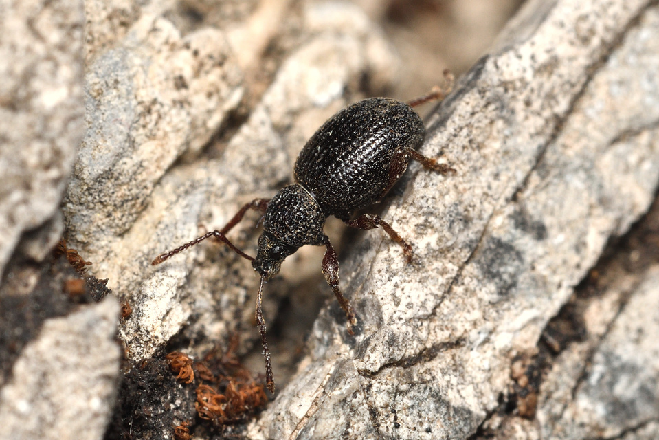 Otiorhynchus ovatus - apró gyalogormányos