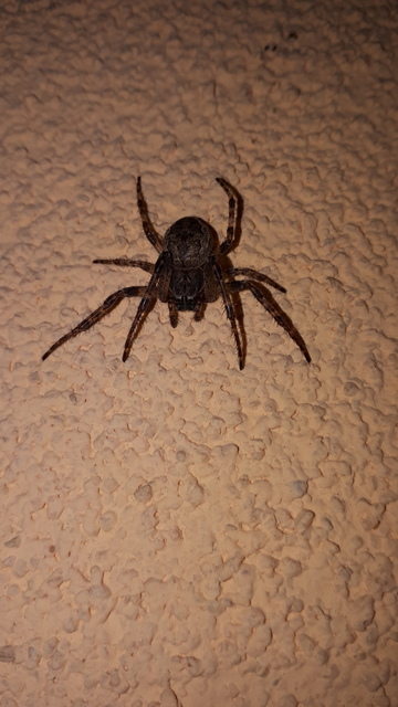 Larinioides ixobolus - ereszalji keresztespók