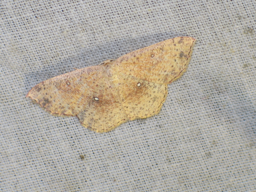 Cyclophora porata - körös pettyesaraszoló