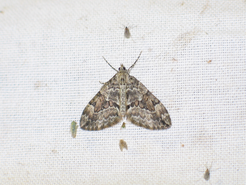 Thera variata/britannica