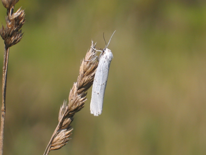 Coscinia cribraria - pettyes molyszövő