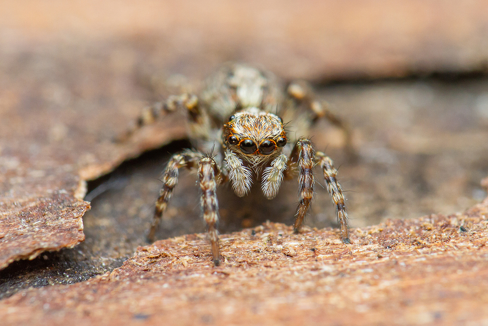 Pseudeuophrys