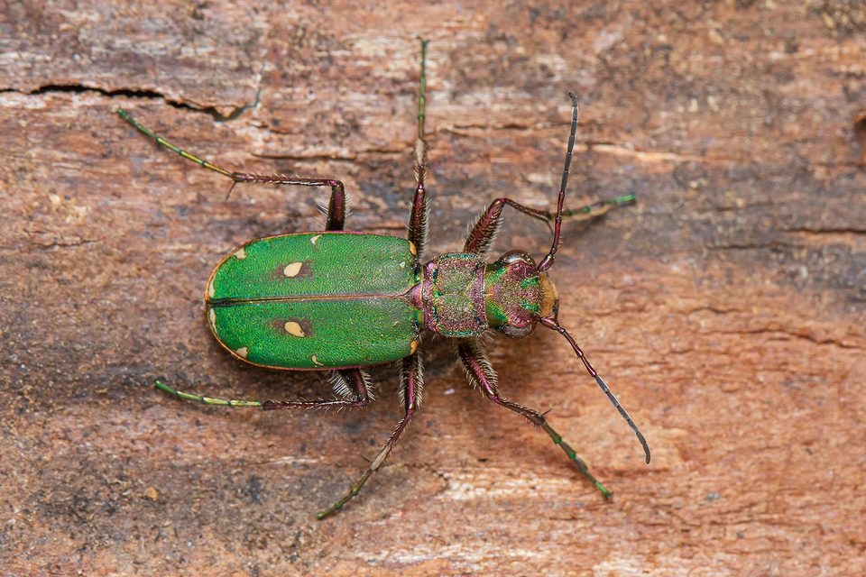 Cicindela campestris - mezei homokfutrinka