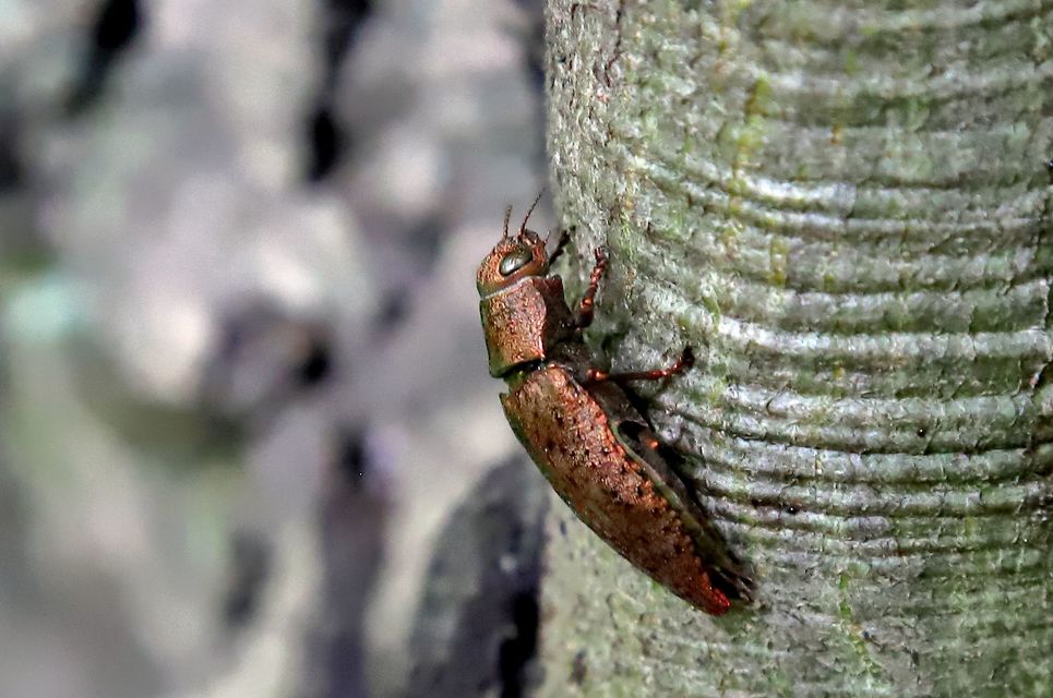 Dicerca berolinensis - bükkfa-díszbogár