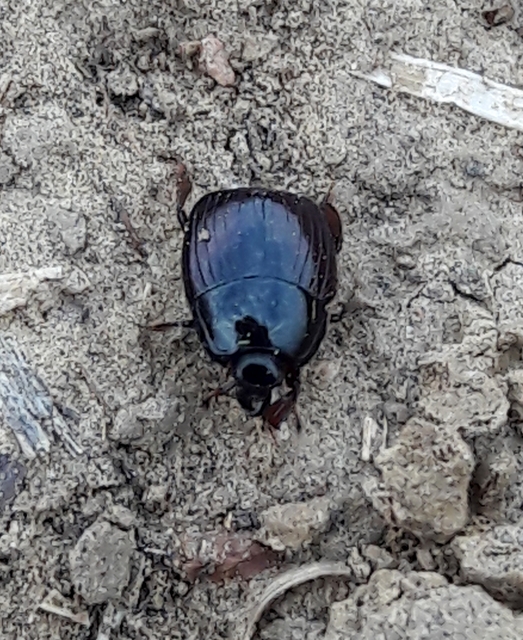 Margarinotus purpurascens - vöröslő sutabogár
