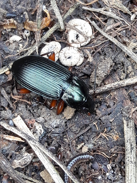 Poecilus cupreus - rezes gyászfutó