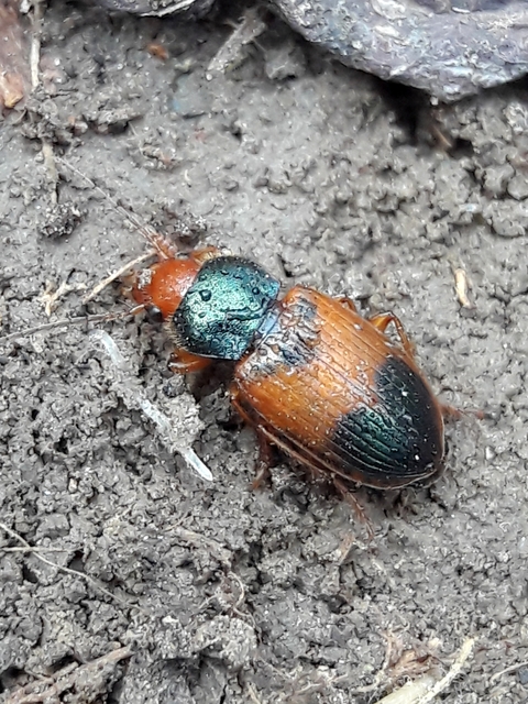 Diachromus germanus - német tarkafutó