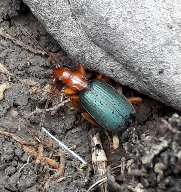 Brachinus