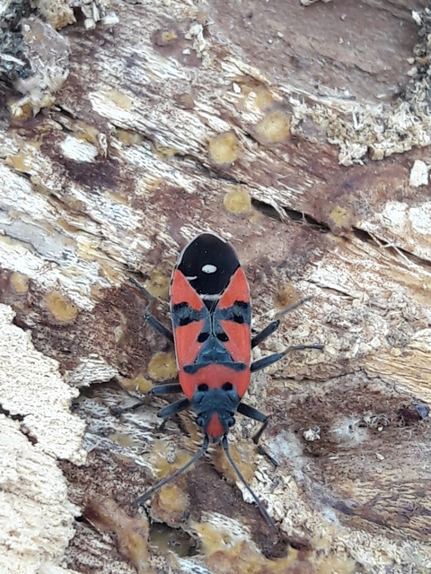 Lygaeus equestris - közönséges lovagbodobács