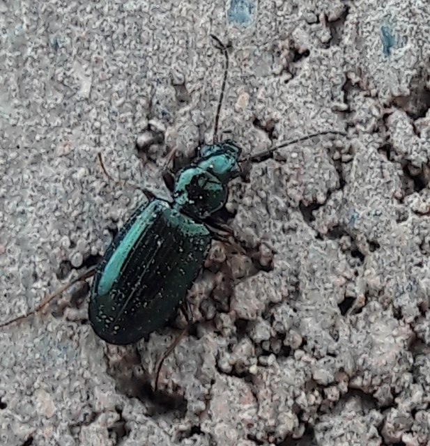 Bembidion dalmatinum - dalmát gyorsfutó
