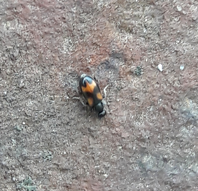 Anthicus antherinus - közönséges fürgebogár