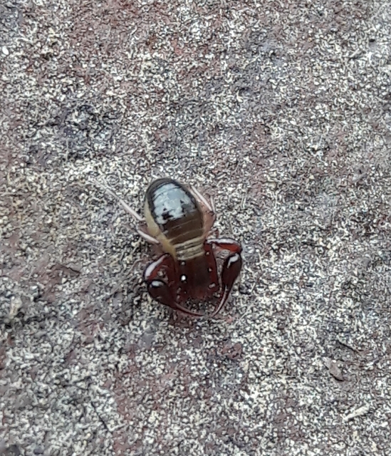Pseudoscorpionida - Álskorpiók