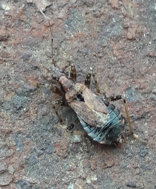Himacerus mirmicoides - csalán-tolvajpoloska