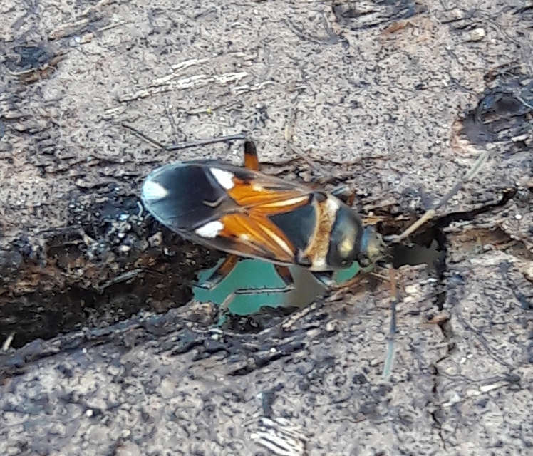 Raglius alboacuminatus - tarka díszesbodobács