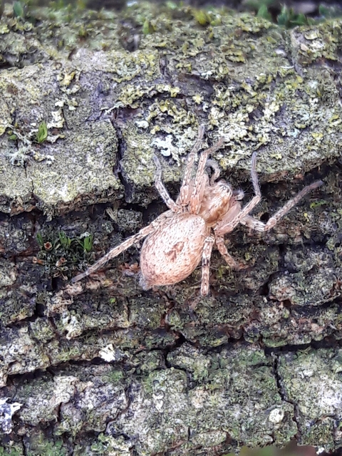 Anyphaena accentuata - jegyespók