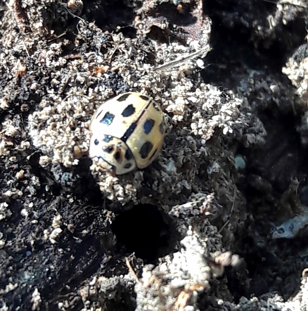 Propylea quatuordecimpunctata - tizennégypettyes füsskata