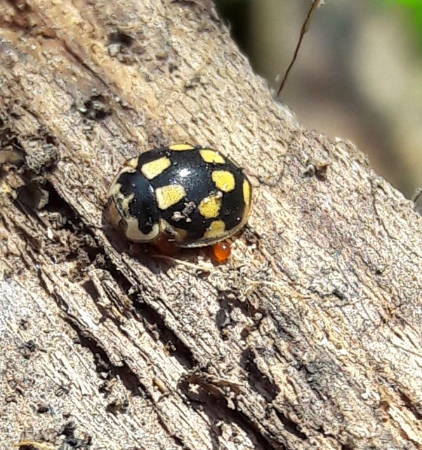 Propylea quatuordecimpunctata - tizennégypettyes füsskata