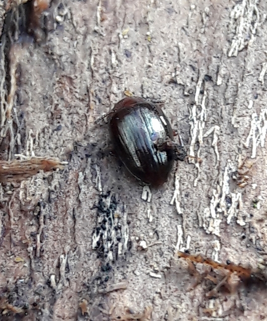 Scaphidema metallicum - fémzöld taplóbogár