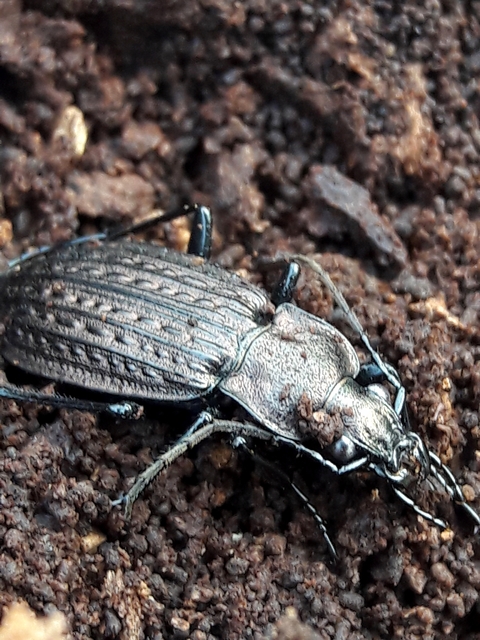 Carabus granulatus - mezei futrinka