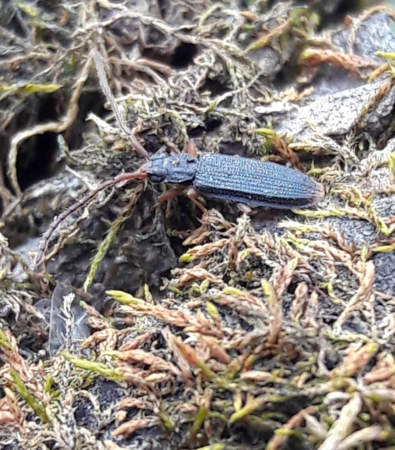 Uleiota planatus - hosszúcsápú fogasnyakú-lapbogár