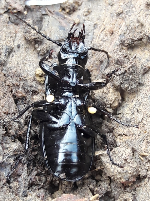 Pterostichus melas - fényes gyászfutó