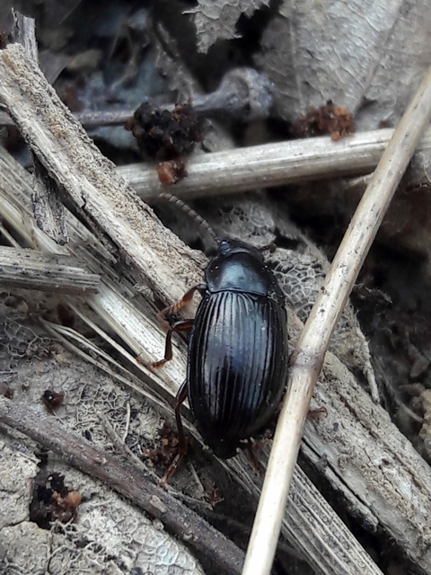 Nalassus dermestoides - rövidszárnyú gyászbogár