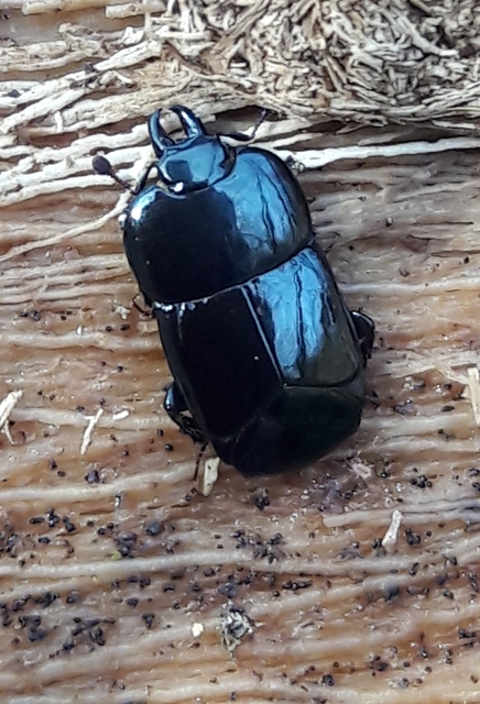 Hololepta plana - lemez-sutabogár