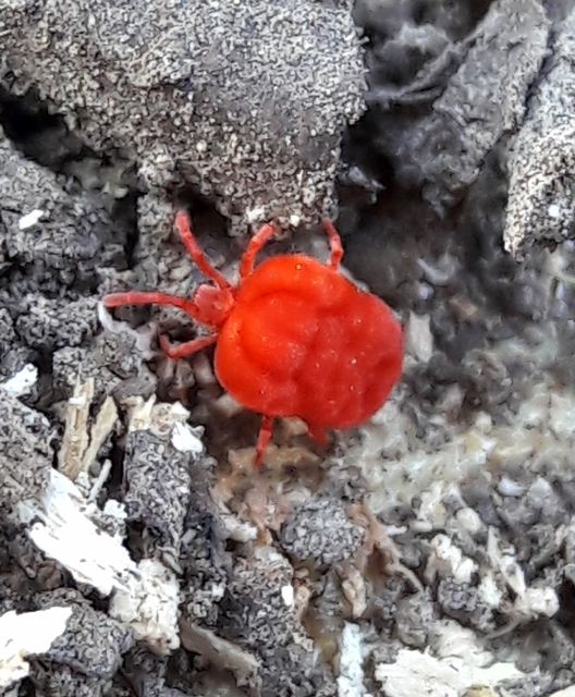 Trombidium