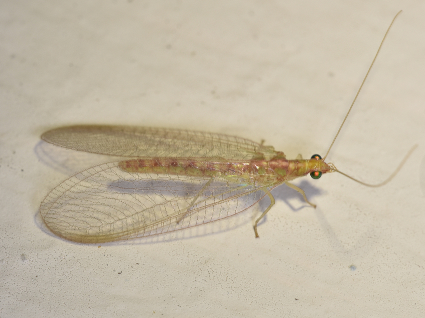 Chrysopidae - zöldfátyolkák