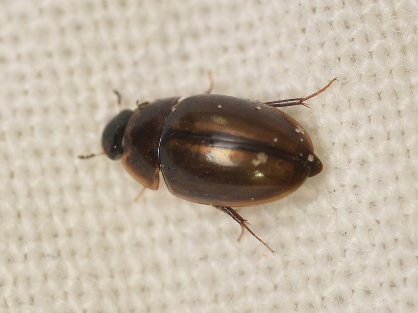 Enochrus