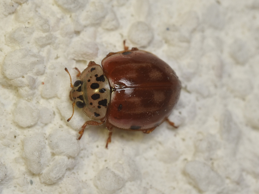 Harmonia quadripunctata - négypettyes katica