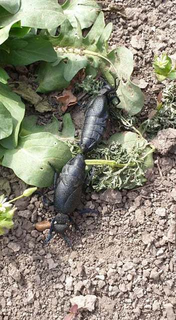 Meloe cicatricosus - óriásnünüke