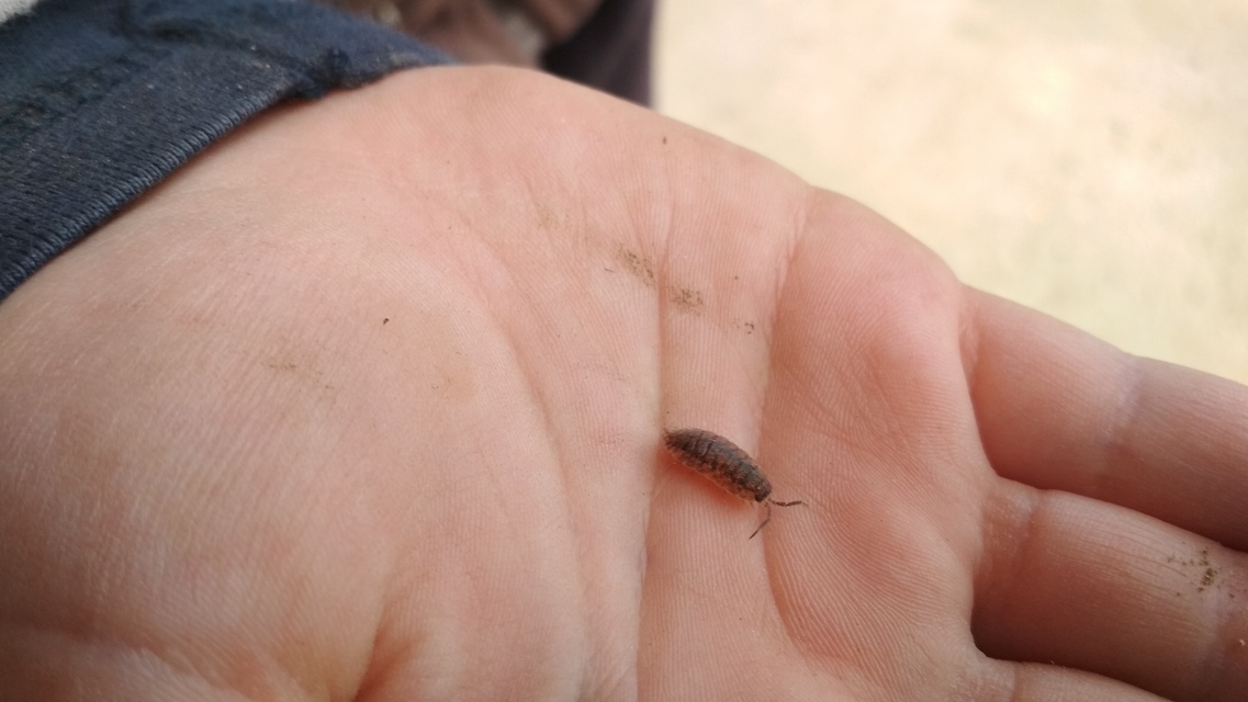 Porcellio scaber - érdes pinceászka