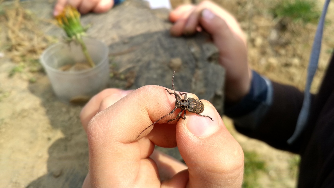 Mesosa curculionoides - szemfoltos cincér