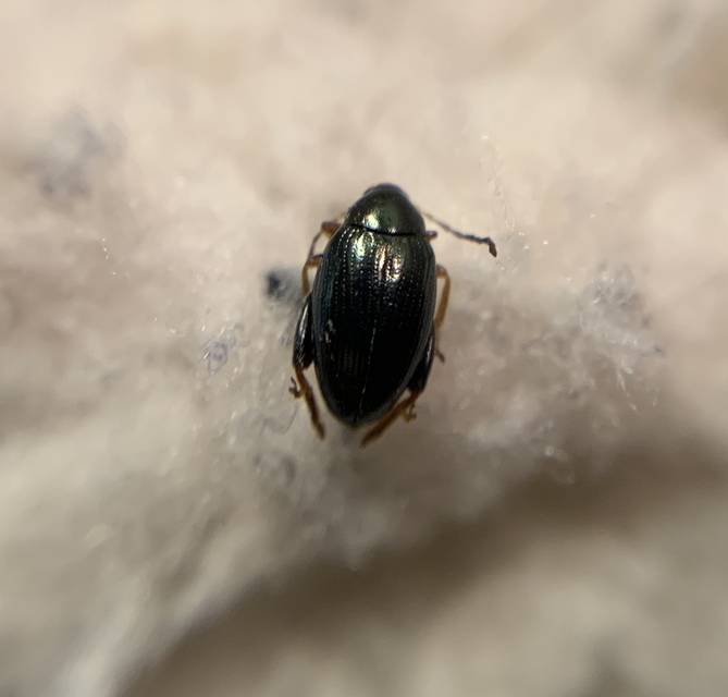 Psylliodes chrysocephala - repce-földibolha