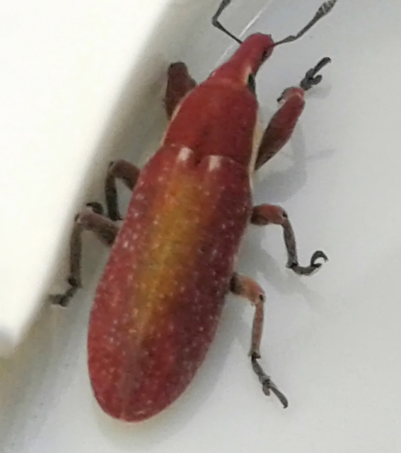 Lixus angustus - rövid dudvabarkó
