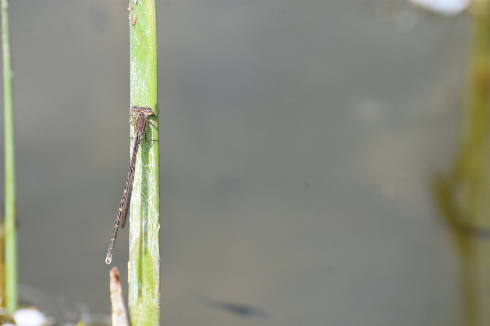 Sympecma fusca - téli rablószitakötő
