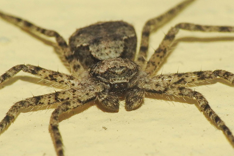 Philodromus poecilus - cifra karolópók
