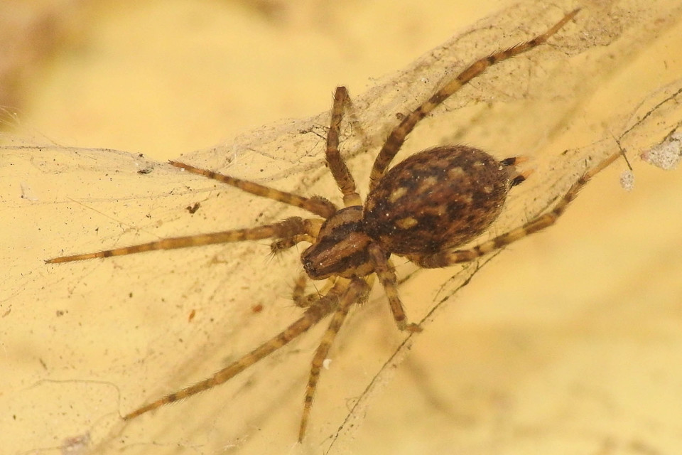 Tegenaria