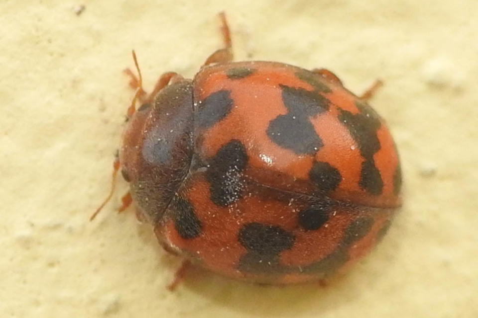 Subcoccinella vigintiquatuorpunctata - lucernaböde