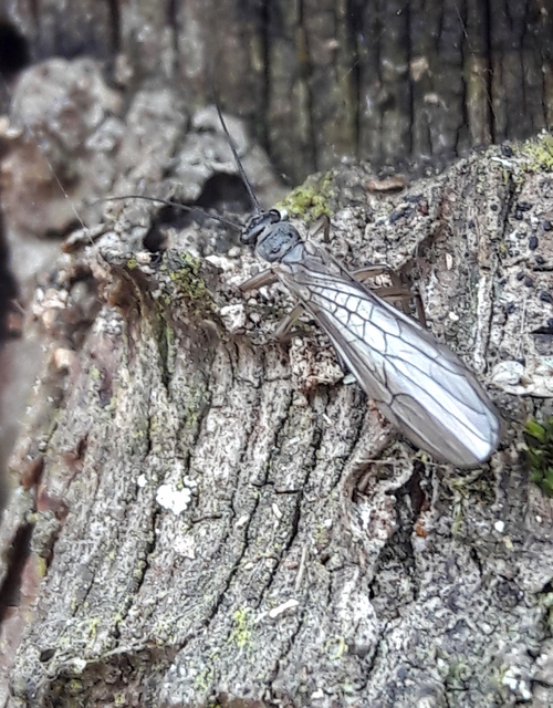 Plecoptera - Álkérészek
