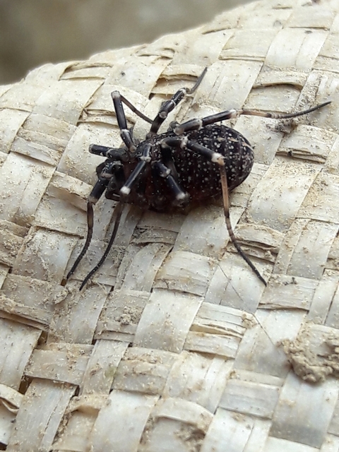Egaenus convexus